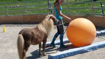 Ponyreiten für Kinder