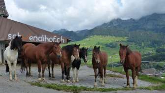 Reitbetrieb Schwendihof