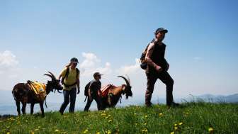 Packgeissen Trekking