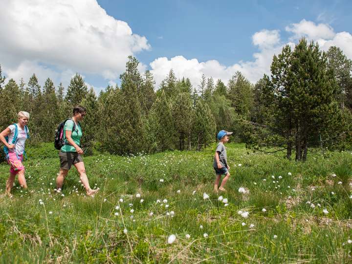 Barfuss übers Hochmoor
