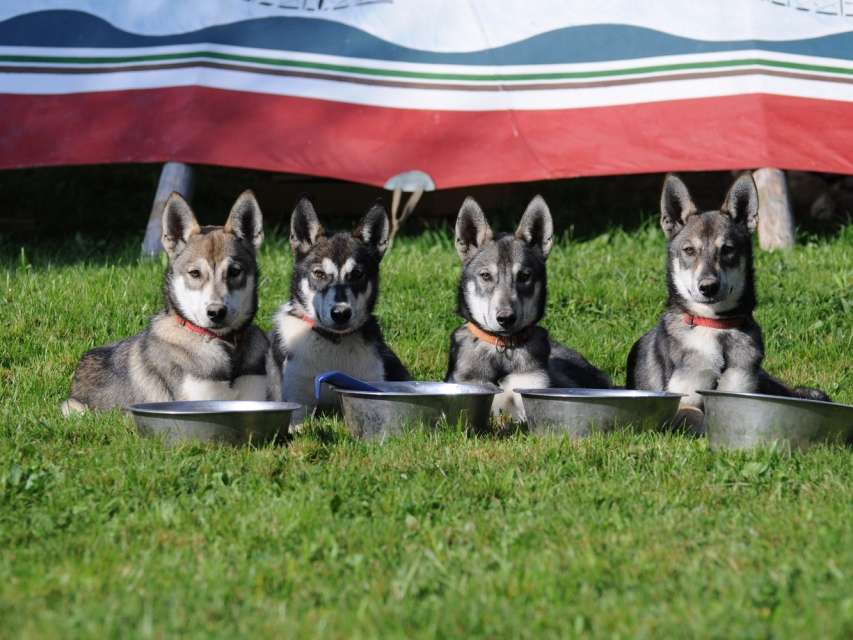 Zu Besuch bei den Huskys