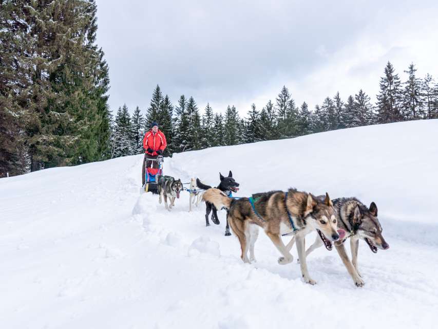 Schlittenhunde