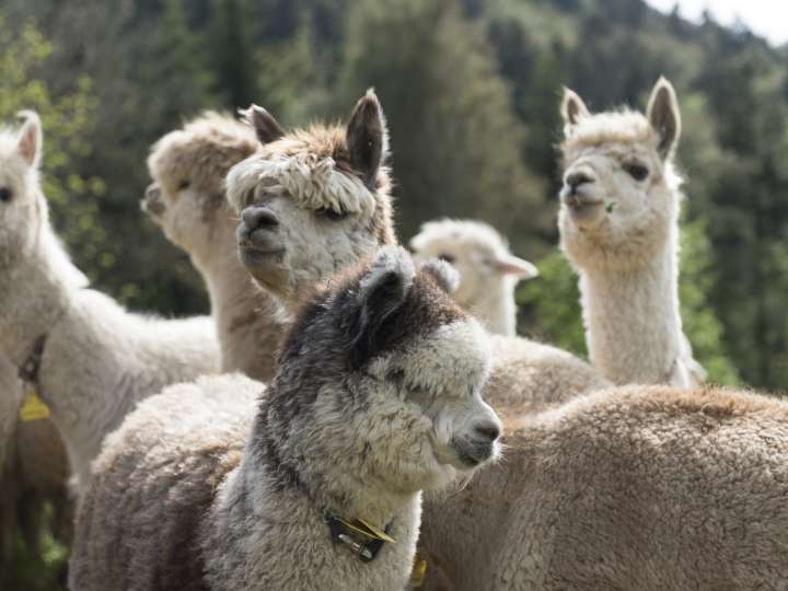 Alpaka Appenzell