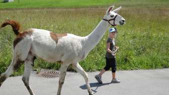 Lama-Trekking