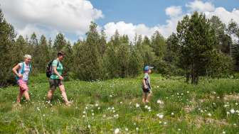 Barfuss übers Hochmoor