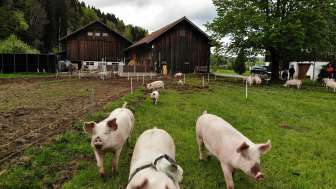 Besuch bei der Kamerasau