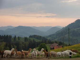 Alpaka Hof Appenzell