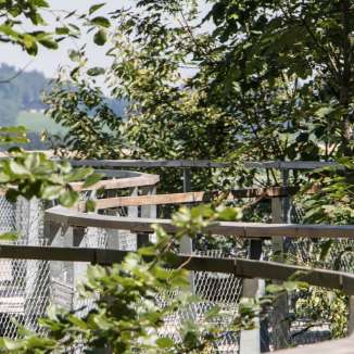 sonnig, unbearbeitet 2024, Wald