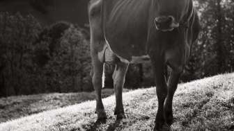 Hofladen Adelbach-Hof