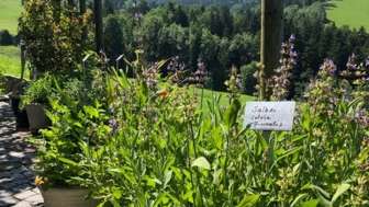 barbarakraut - Barbara Aebli